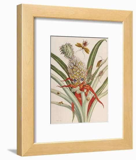 Pineapple (Ananas) with Surinam Insects-Maria Sibylla Merian-Framed Premium Giclee Print