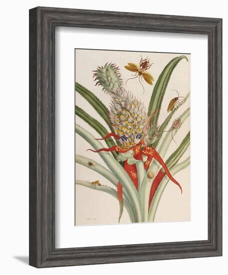 Pineapple (Ananas) with Surinam Insects-Maria Sibylla Merian-Framed Premium Giclee Print