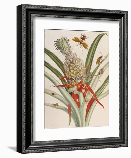 Pineapple (Ananas) with Surinam Insects-Maria Sibylla Merian-Framed Premium Giclee Print