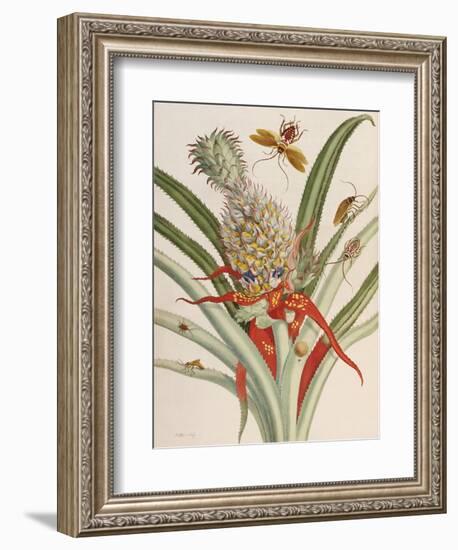 Pineapple (Ananas) with Surinam Insects-Maria Sibylla Merian-Framed Giclee Print
