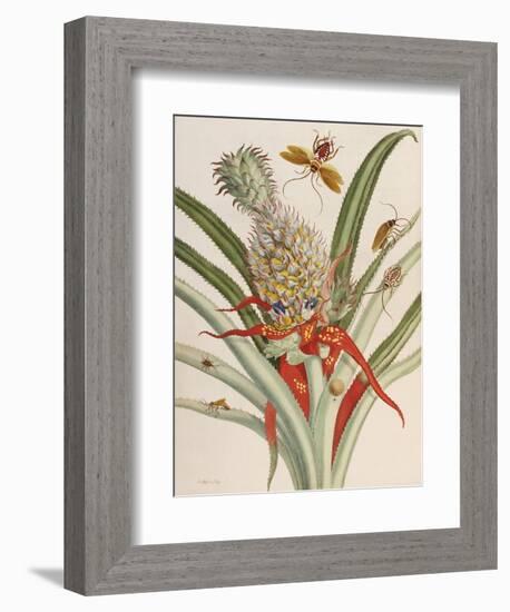 Pineapple (Ananas) with Surinam Insects-Maria Sibylla Merian-Framed Giclee Print