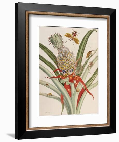 Pineapple (Ananas) with Surinam Insects-Maria Sibylla Merian-Framed Giclee Print