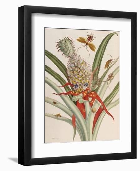 Pineapple (Ananas) with Surinam Insects-Maria Sibylla Merian-Framed Giclee Print