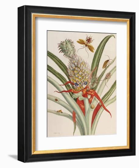 Pineapple (Ananas) with Surinam Insects-Maria Sibylla Merian-Framed Giclee Print