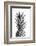 Pineapple Black a White 01-1x Studio III-Framed Photographic Print