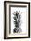 Pineapple Black a White 01-1x Studio III-Framed Photographic Print