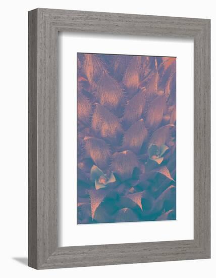 Pineapple Bromeliead-Art Wolfe-Framed Photographic Print