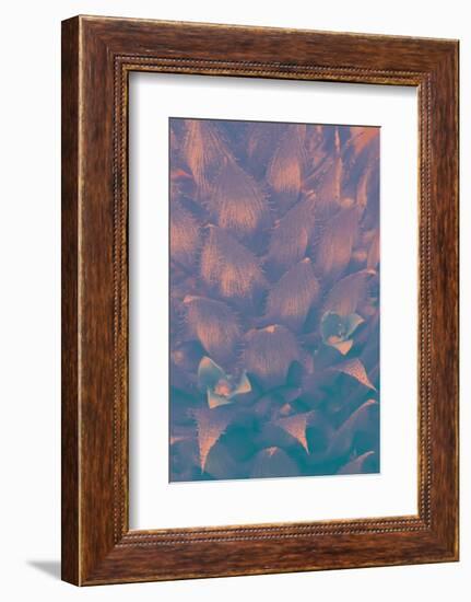 Pineapple Bromeliead-Art Wolfe-Framed Photographic Print