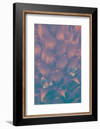 Pineapple Bromeliead-Art Wolfe-Framed Photographic Print