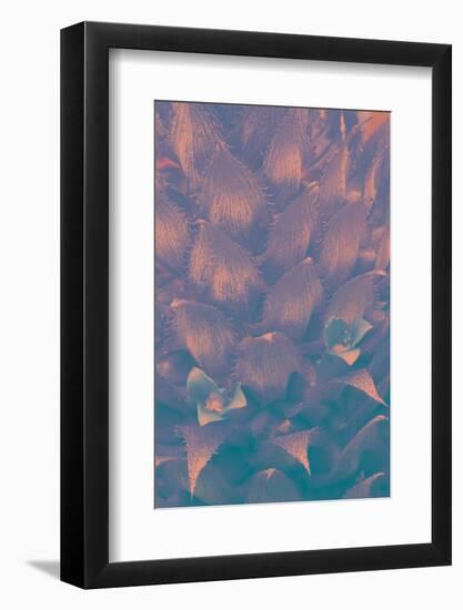 Pineapple Bromeliead-Art Wolfe-Framed Photographic Print