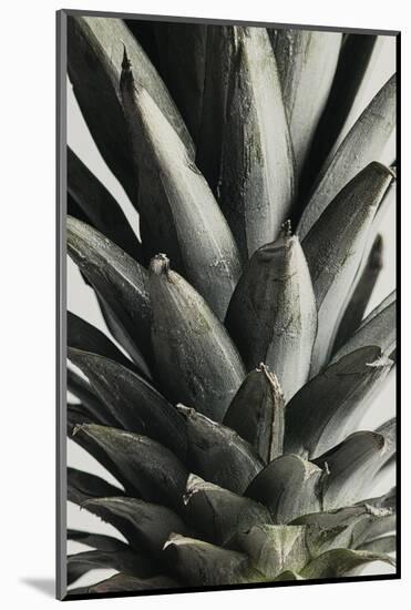 Pineapple close up-1x Studio III-Mounted Photographic Print