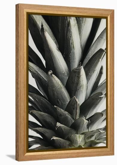 Pineapple close up-1x Studio III-Framed Premier Image Canvas