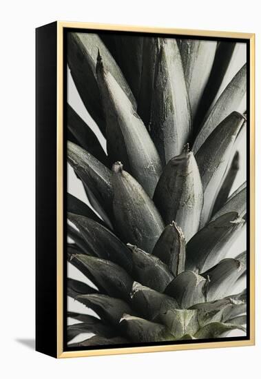 Pineapple close up-1x Studio III-Framed Premier Image Canvas