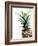 Pineapple (color)-Lexie Greer-Framed Photographic Print