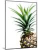 Pineapple (color)-Lexie Greer-Mounted Photographic Print