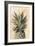 Pineapple Delight I-Naomi McCavitt-Framed Art Print