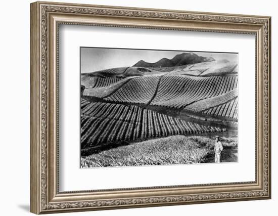 Pineapple Farmer-Hulton Archive-Framed Photographic Print