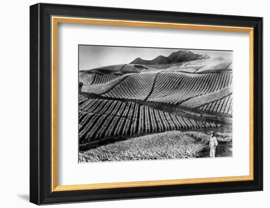 Pineapple Farmer-Hulton Archive-Framed Photographic Print