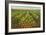 Pineapple Field, Hawaii-null-Framed Art Print