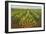 Pineapple Field, Hawaii-null-Framed Art Print