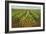 Pineapple Field, Hawaii-null-Framed Art Print