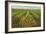 Pineapple Field, Hawaii-null-Framed Art Print