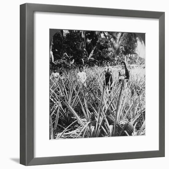 Pineapple Fields, Mayaguez, Puerto Rico-Underwood & Underwood-Framed Photographic Print