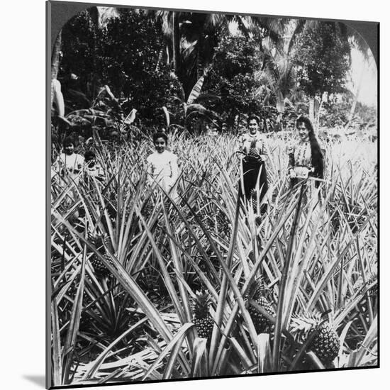 Pineapple Fields, Mayaguez, Puerto Rico-Underwood & Underwood-Mounted Photographic Print