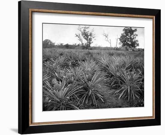 Pineapple Grove, Jamaica, C1905-Adolphe & Son Duperly-Framed Giclee Print