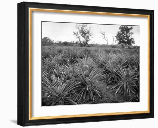 Pineapple Grove, Jamaica, C1905-Adolphe & Son Duperly-Framed Giclee Print