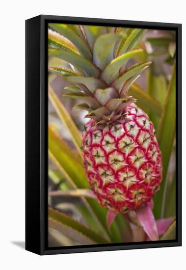 Pineapple Growing on the Dole Pineapple Plantation-Jon Hicks-Framed Premier Image Canvas