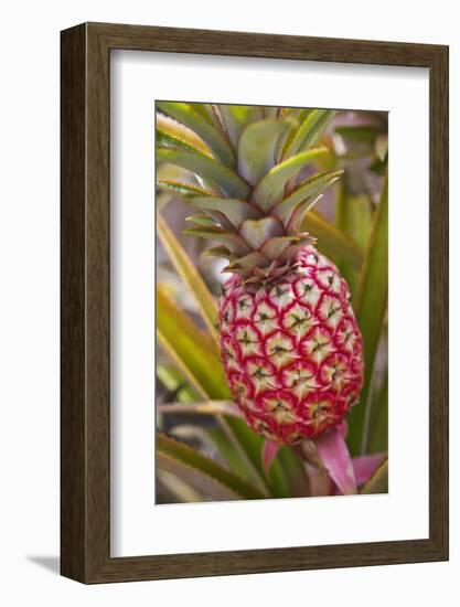 Pineapple Growing on the Dole Pineapple Plantation-Jon Hicks-Framed Photographic Print