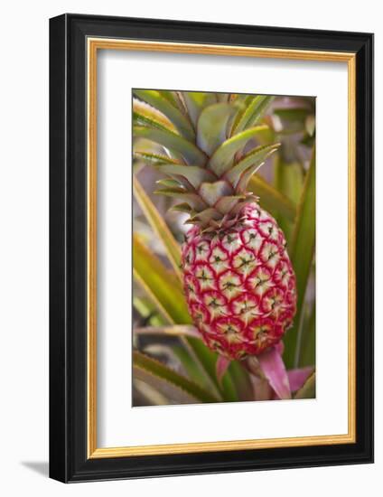 Pineapple Growing on the Dole Pineapple Plantation-Jon Hicks-Framed Photographic Print