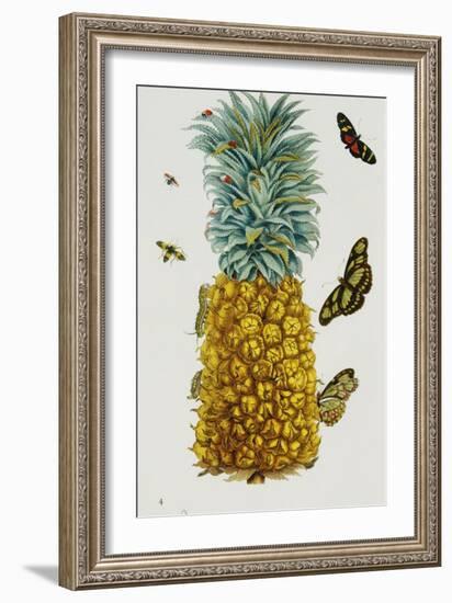 Pineapple Illustration from the Little Book of Wonders of the Tropics-null-Framed Giclee Print