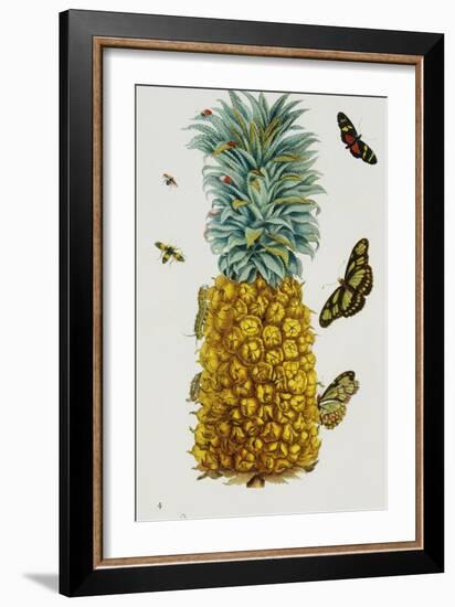 Pineapple Illustration from the Little Book of Wonders of the Tropics--Framed Giclee Print