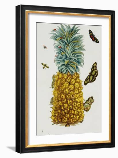 Pineapple Illustration from the Little Book of Wonders of the Tropics--Framed Giclee Print