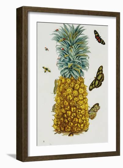 Pineapple Illustration from the Little Book of Wonders of the Tropics-null-Framed Premium Giclee Print