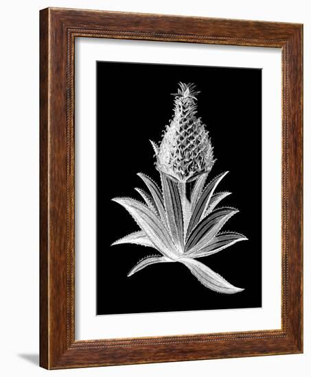 Pineapple Noir I-Vision Studio-Framed Art Print