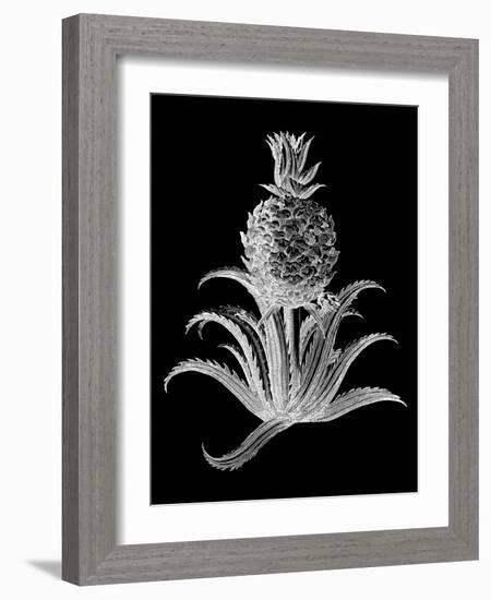 Pineapple Noir II-Vision Studio-Framed Art Print