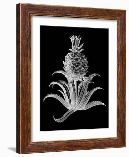 Pineapple Noir II-Vision Studio-Framed Art Print