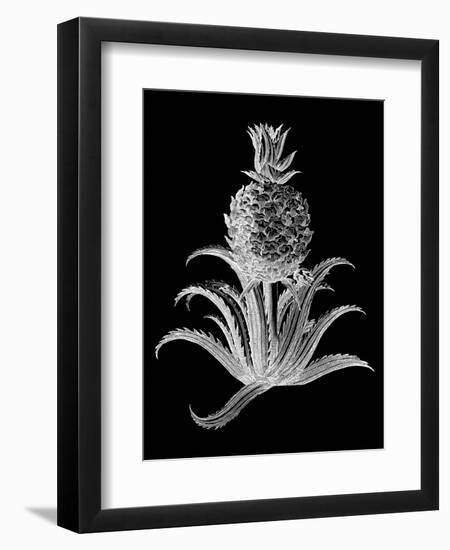 Pineapple Noir II-Vision Studio-Framed Art Print