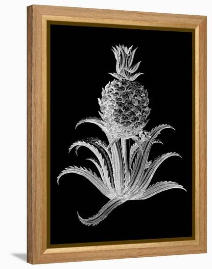 Pineapple Noir II-Vision Studio-Framed Stretched Canvas