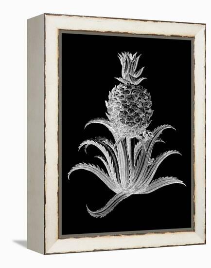 Pineapple Noir II-Vision Studio-Framed Stretched Canvas