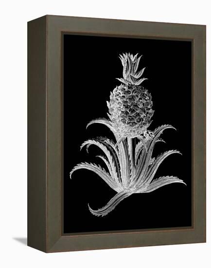 Pineapple Noir II-Vision Studio-Framed Stretched Canvas