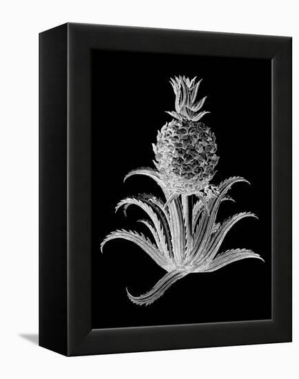 Pineapple Noir II-Vision Studio-Framed Stretched Canvas