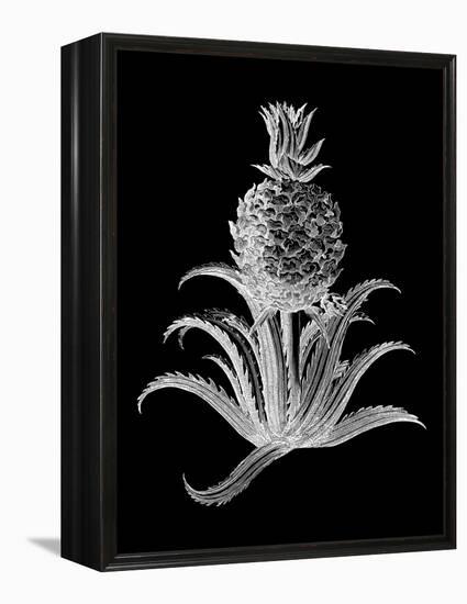 Pineapple Noir II-Vision Studio-Framed Stretched Canvas