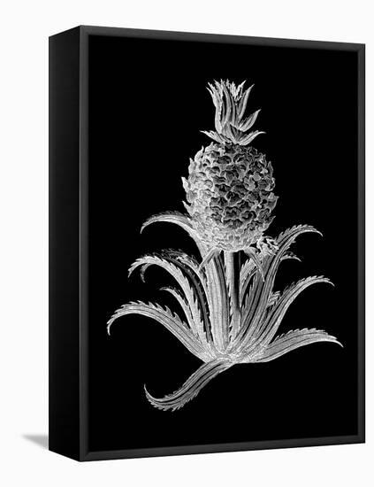 Pineapple Noir II-Vision Studio-Framed Stretched Canvas