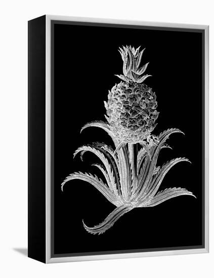 Pineapple Noir II-Vision Studio-Framed Stretched Canvas