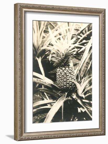 Pineapple on Plant-null-Framed Art Print