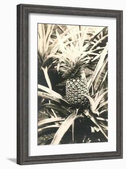 Pineapple on Plant-null-Framed Art Print